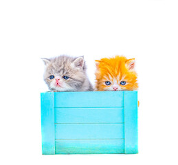 two cute persian kittensinside a box on isolated white background