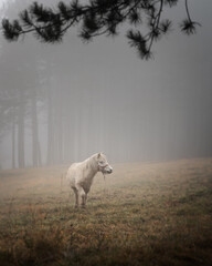 White horse grazes in a clearing in foggy forest, beautiful landscape