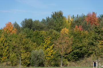 Autumn forest in the park