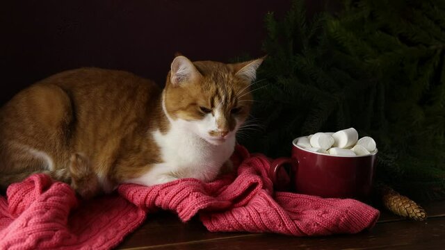 Christmas holiday composition of coffee with marshmallows and red white domestic cat on dark wood background table. Celebrating at home during a pandemic concept.