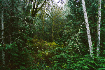 morning in the woods