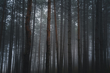 Fototapeta na wymiar Beautiful landscape of a magical mystical forest, fog in wild forest with tall trees