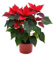 Christmas poinsettia shrub with red flowers in a pot - obrazy, fototapety, plakaty
