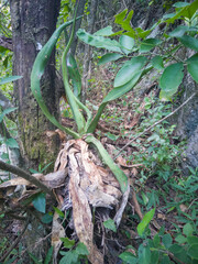 plantas en el bosque