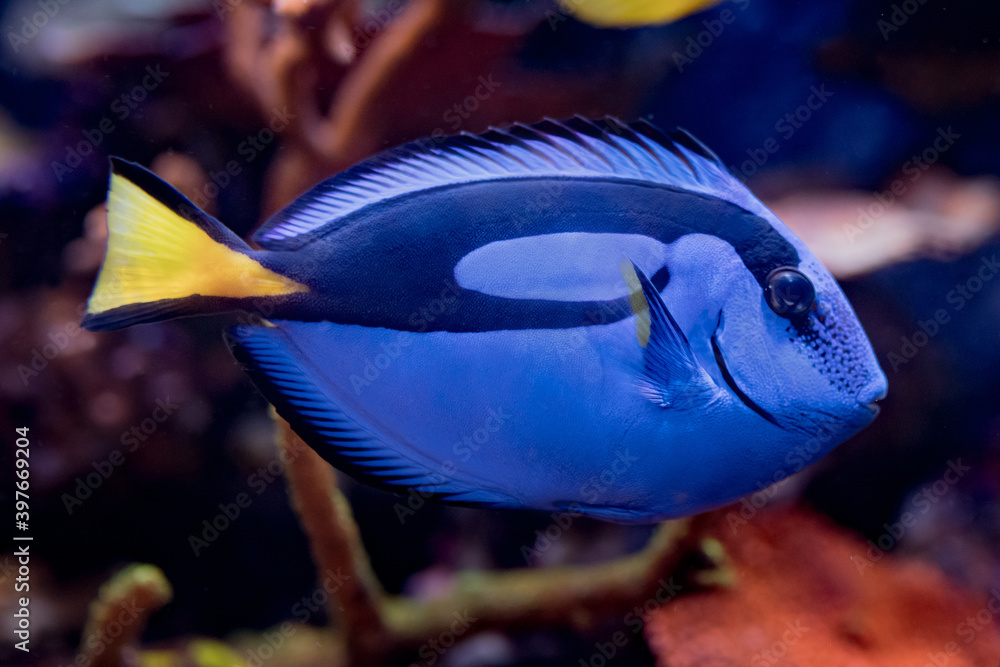 Wall mural Paracanthurus hepatus, Blue tang  in Home Coral reef aquarium. Selective focus.