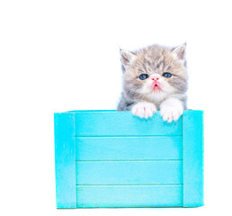 cute persian blue kitten inside a box on isolated white background