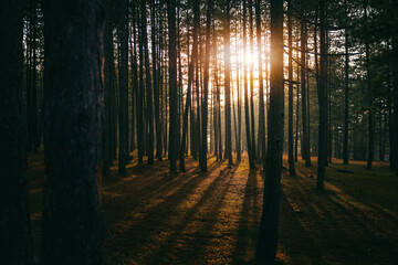 Beautiful sunset landscape in pine forest with high tree trunks and sunbeams