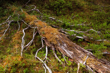 An old decaying tree trunk in an old-growth forest near Kuusamo, Northern Finland. 