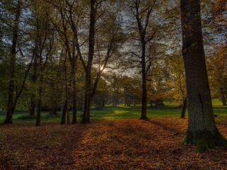 Fototapeta premium autumn in the park