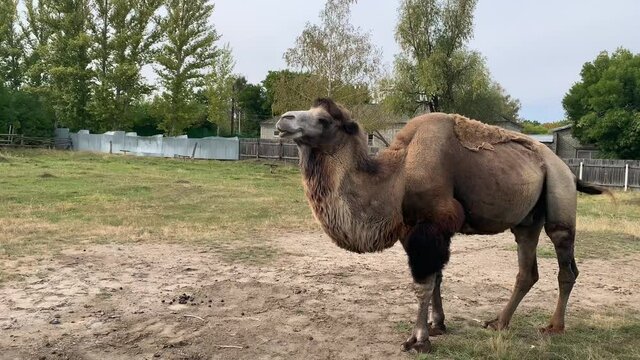 one camel stands on the street on a cloudy day and turns his head