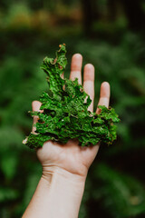 Naklejka na ściany i meble Tree Lungwort lichen in hand