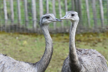 Zwei Vogel Strauß