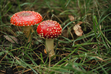 Fly agaric mushroom growing in grass