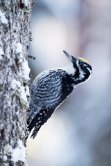 Male Eurasian three-toed woodpecker, Picoides tridactylus on a tree in an old-growth boreal forest of Estonia, Northern Europe.	