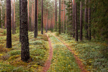 A small dirt path leading through a beautiful autumnal coniferous Pine grove in Estonian boreal forest.	