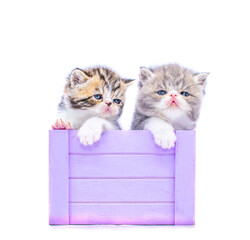 two cute persian kittens inside a box on isolated white background