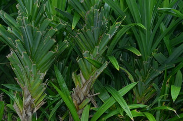 Obraz premium close up of green pandan leaves