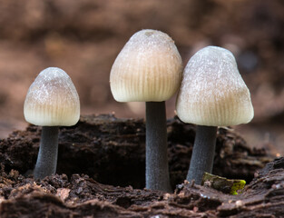 Group of fungi growing on log
