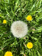 dandelion in the grass