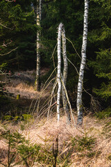 Baum Birke umgeknickt