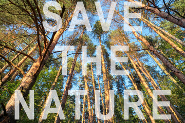 Looking up in pine forest tree to canopy. Bottom view wide angle background. Text save the nature with letters.