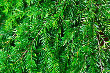 Texture of green lush pine needles