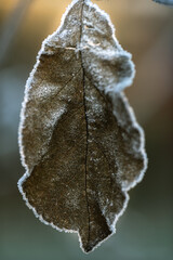 A dry leaf covered with frost in an early winter morning close up.