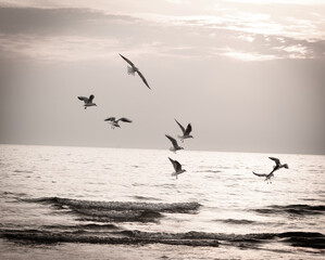 seagulls over the evening sea