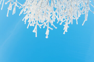 Clean blue sky and tree branches in frost as winter background with copy space