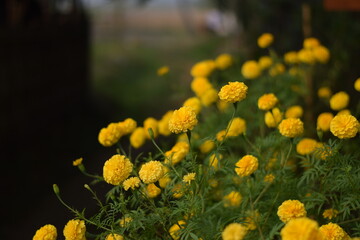 Obraz premium Marigold flower, it is herbaceous plants in the sunflower family