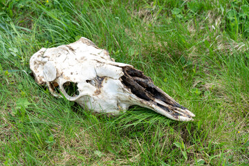 the skull of a wild animal on grass, selective focus tinting the image