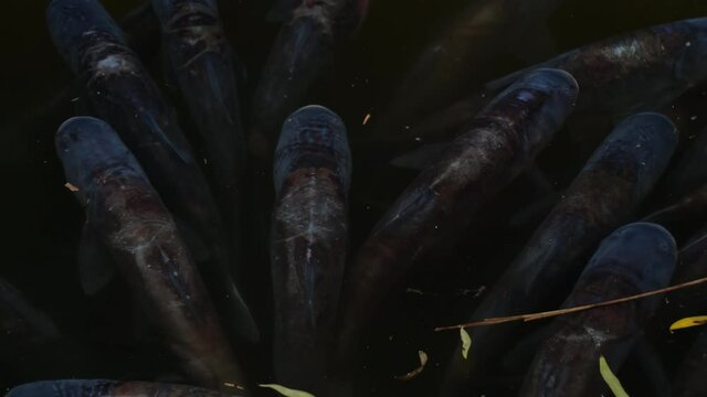 Live Silver Carp Swims in Pond. Industrial Fish Farming Underwater. Commercial Fishing Concept