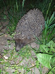 hedgehog in the grass