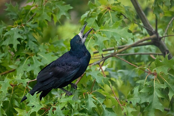 The rook (Corvus frugilegus)