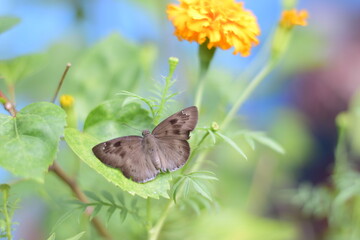 A beautiful butterfly in a marigold flower