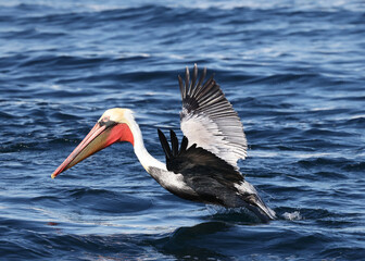 pelican in the ocean