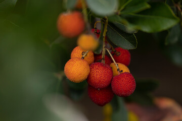 Sweet fruits of arbutus unedo, or strawberry tree, in autumn, in the Retiro park, Madrid, a species of bush typical of the Mediterranean basin. They are a symbol of the city, along with the bear.