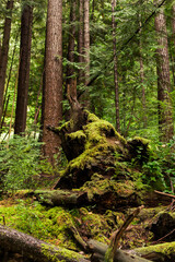 Moss covered tree stump in a forest