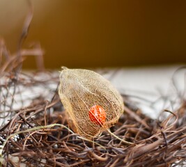 easter egg with feathers