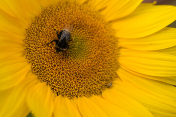 Bumblebee on a sunflower
