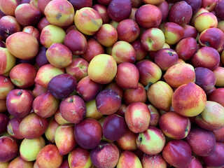 a group of organic nectarines