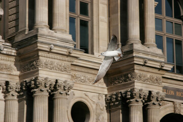 bird before the facade of a building