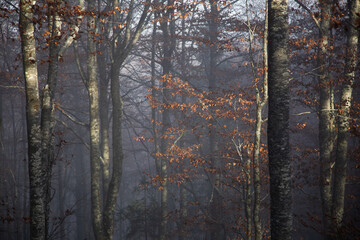 Mist in forest