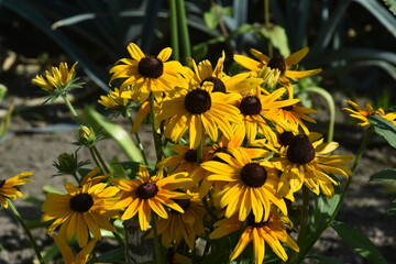 Rudbekia