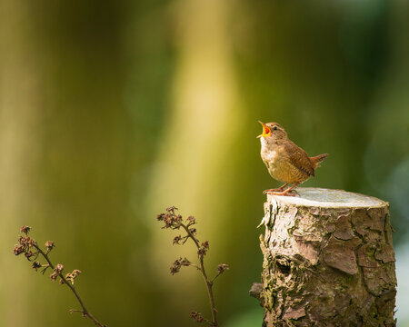 Singing Wren in Spring