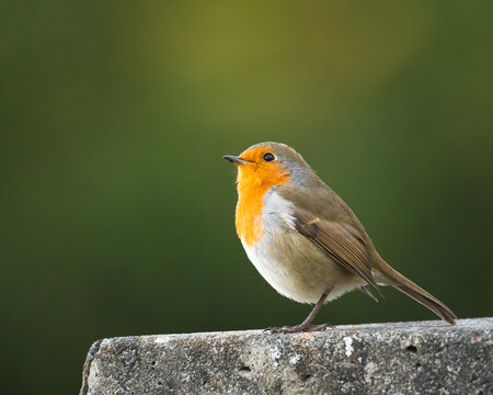 Robin Waits For The Snow