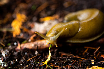 Banana slug eating a pine needle