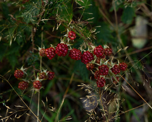 Blackberries growing in the wild