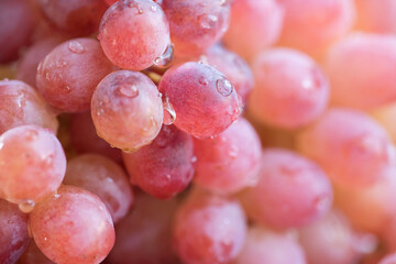 Fresh juicy, pink grapes berry, macro