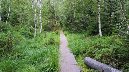 The Stołowe Mountains, Góry Stołowe, Stolové hory, Heuscheuergebirge - part of the Sudetes. The...